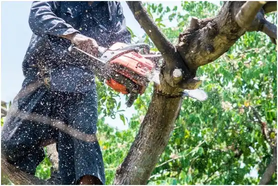 tree services Cayuco